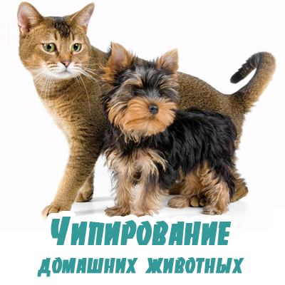Чипирование домашних животных в Павловской Слободе - чипы для кошек и собак