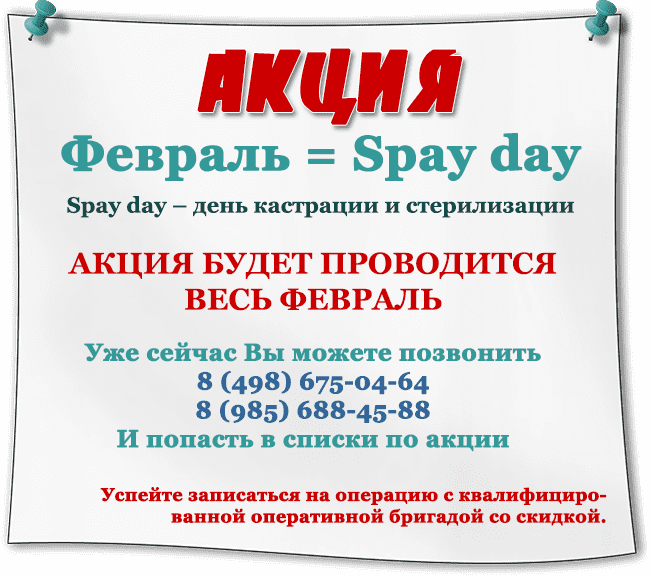 Spay day