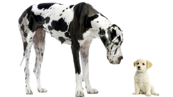 Вакцинация собак и кошек в ветеринарной клинике БиоРитм