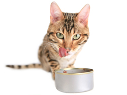 Диетическое питание для кошек