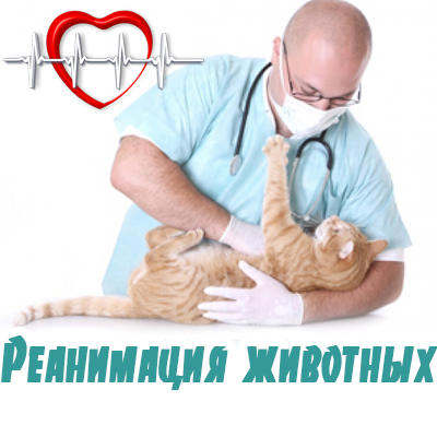 Реанимация домшних животных в ветеринарной клинике БиоРитм   в Павловской Слободе 
