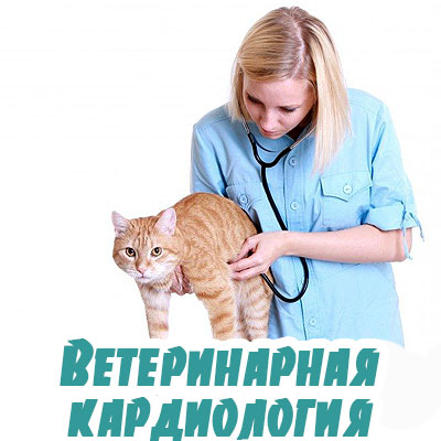 Ветеринарная клиника кардиология в Павловской Слободе 