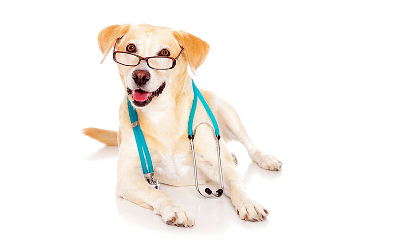 Офтальмолог для собак в Истринском районе 