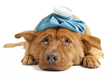 Болезни домашних животных - профилактика лечение.