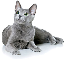 Лечение домашних животных в Павловской Слободе - глисты у кошек 