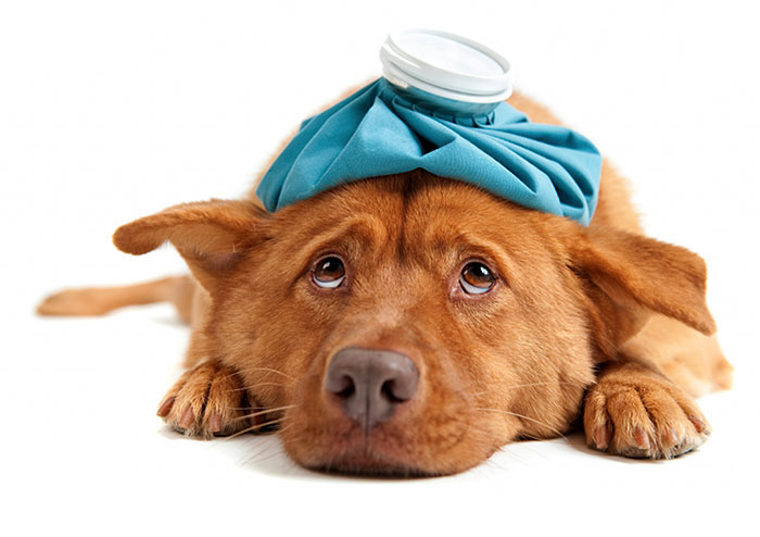 Прививка от лишая собаке цена в Истринском районе 
