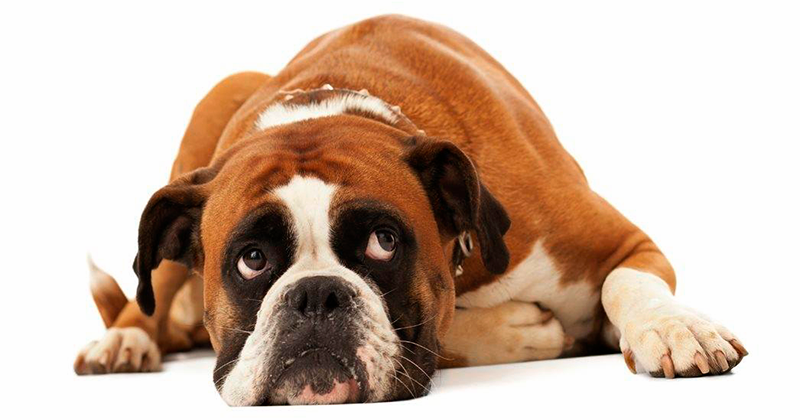 У собаки болят зубы? Узнайте о симптомах: отказ от еды, запах изо рта, зубной камень. Как помочь питомцу? Лечение и чистка зубов у ветеринара-стоматолога в клинике «БиоРитм» в Павловской Слободе.