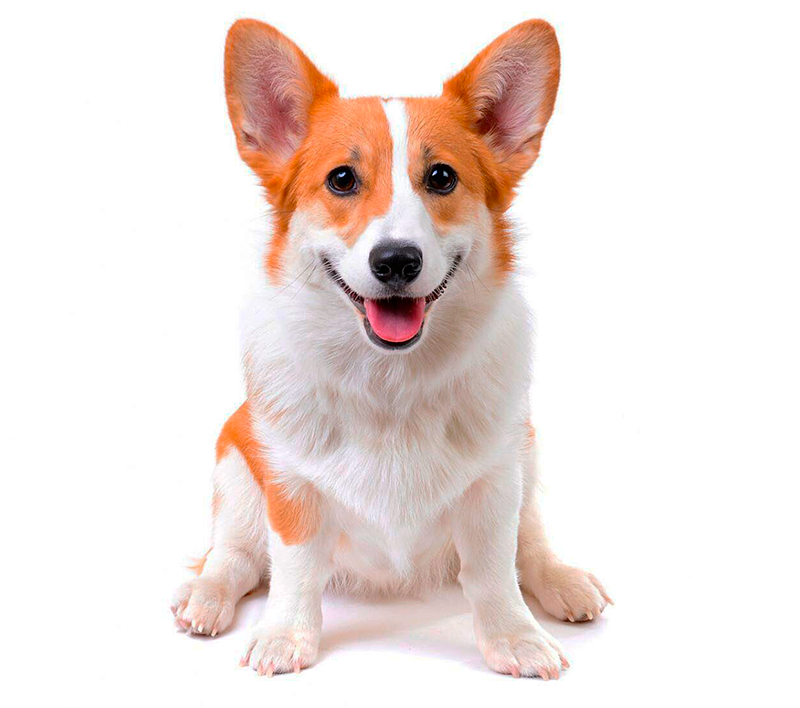 Ветеринарная стоматология для животных в Истринском районе. Как понять, что у собаки болит зуб? Читайте статью от специалистов клиники «БиоРитм» в Павловской Слободе. Диагностика, лечение и профилактика.