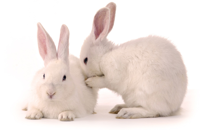 Лечение домашних кроликов - профилактика и кормление 
