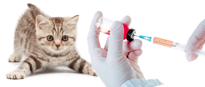 Прививки для кошек и собак в Павловской Слободе