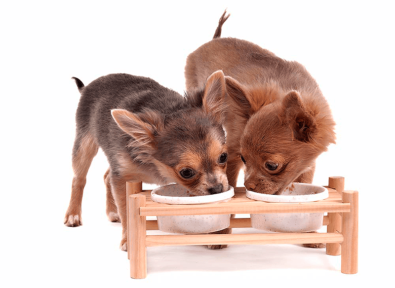 Ищете информацию, чем кормить щенка чихуахуа: полное руководство по правильному рациону? Всё о частоте кормления, запрещенных продуктах и витаминах. Консультации в ветклинике «БиоРитм» в Истринском районе.