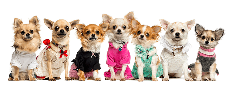 Чем кормить щенка чихуахуа: Полное руководство по правильному рациону от vетклиники «БиоРитм» в Павловской Слободе. Узнайте о лучших кормах, натуральном меню и решении проблем с пищеварением у вашего питомца.