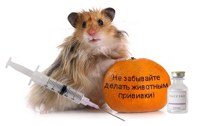 Прививки от бешенства - ветеринарная клиника БиоРитм в Павловской слободе