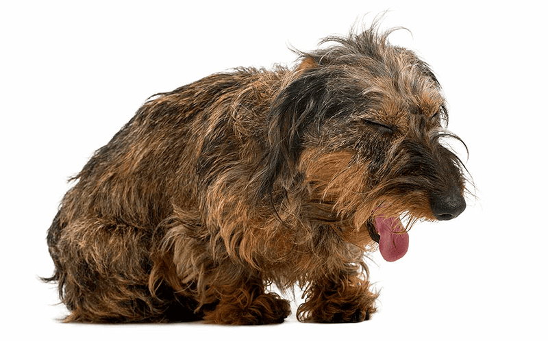 Что делать если собака подавилась и задыхается? Первая помощь и когда срочно нужен ветеринар. Причины, симптомы (собака кашляет, хрипит), методы Геймлиха. После спасения – срочно в ветклинику! «БиоРитм» в Павловской Слободе: рентген, стационар, вызов врача на дом в Истринском районе.