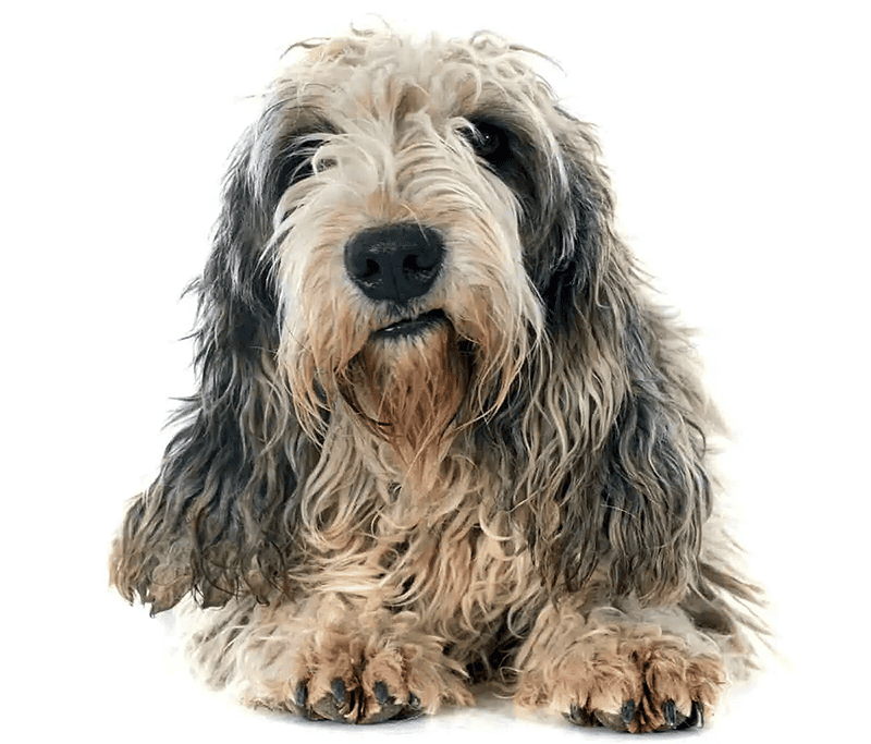 Собака подавилась и задыхается: что делать? Главное – не паниковать и оказать первую помощь. Но даже после успеха визит к ветеринару обязателен! В «БиоРитм» проведут УЗИ и рентген, чтобы исключить травмы и пневмонию. Срочная помощь в Истринском районе.