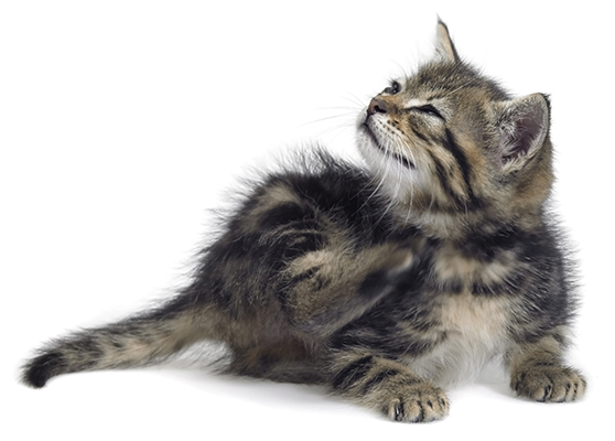 Как можно узнать, что у кошки глисты? - Ветеринарная клиника БиоРитм -  лечение животных в Павловской Слободе