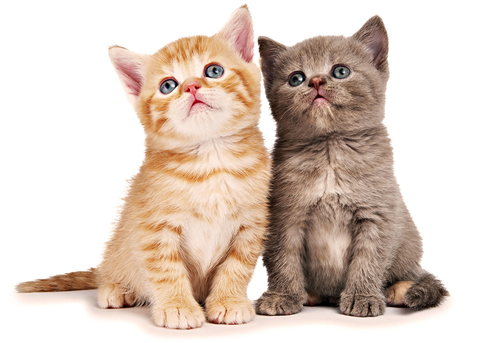 Признаки глистов у кошек симптомы нематод лечение в Павловской Слободе 