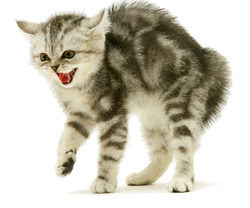 Агресивные коты и кошки - причина агрессии и как от этого избавится