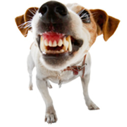 Если Ваша собака излишне агрессивно позвоните в ветеринарную клинику БиоРитм которая находится в Павловской Слободе - Истринского района