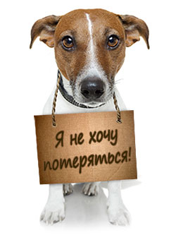 Чипирование собак в Павловской Слободе - Истринский район