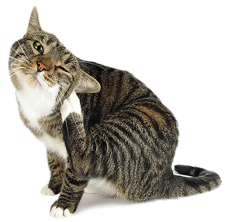 Можно ли чистить уши кошкам - советы ветеринара 