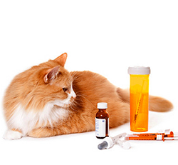 Как правильно давать лекарства для кошки 