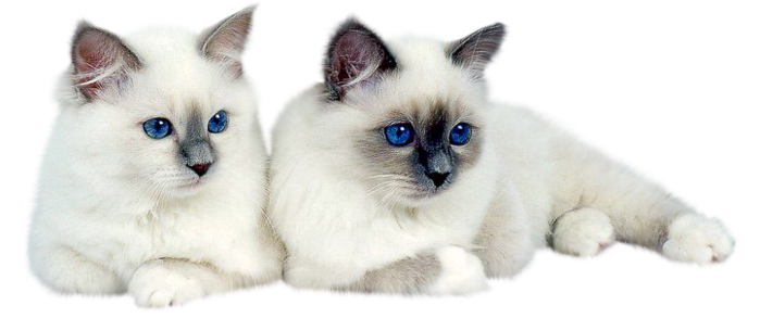 Могут ли кошки потеть? Есть ли у кошек потовые железы? - интересное о животных в ветеринарной клинике БИОРИТМ