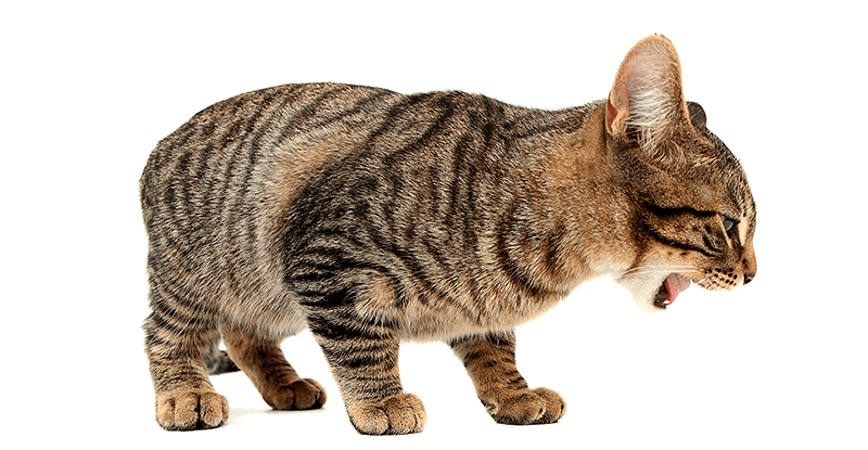 Что делать если кошка блюет шерстью? Обратиться в ветклинику «БиоРитм»! Лечение, пасты, корма и советы врачей для жителей Истринского района. Вернем здоровье и комфорт вашему питомцу.