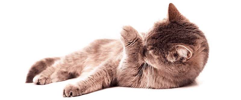 Решаем проблему: кошка блюет шерстью - что делать? В «БиоРитм» вам помогут: от консультации и подбора мальт-пасты до сложной операции. Полный спектр ветеринарных услуг в Павловской Слободе