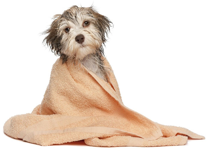 Можно ли мыть собаку шампунем?