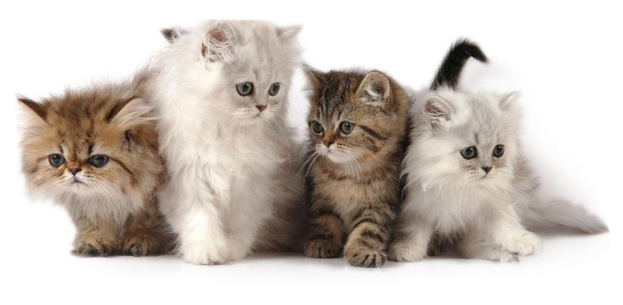 Помощь при родах кошек в Истре