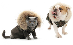 Зимняя одежда для собак и кошек в ветеринарной клинике из Павловской Слободы - БиоРитм