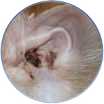 Если Вы заметили в ушах у своих домашних питомцев «грязь», а животное усиленно и часто начинает «чесать ухо лапой» - это признаки ушного клеща, это сигнал к тому, что Вам следует показать Вашего любимца ветеринарному врачу. Это в 90% случаев – ушной клещ.